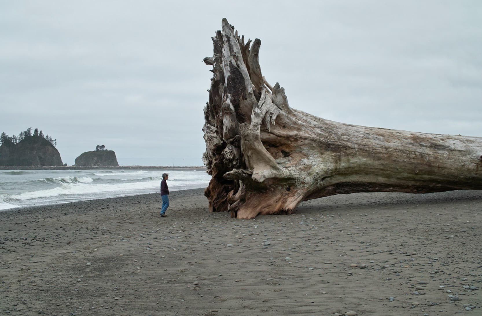 driftwood washington